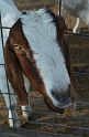 Jess_1stPumpkinPatch (5)